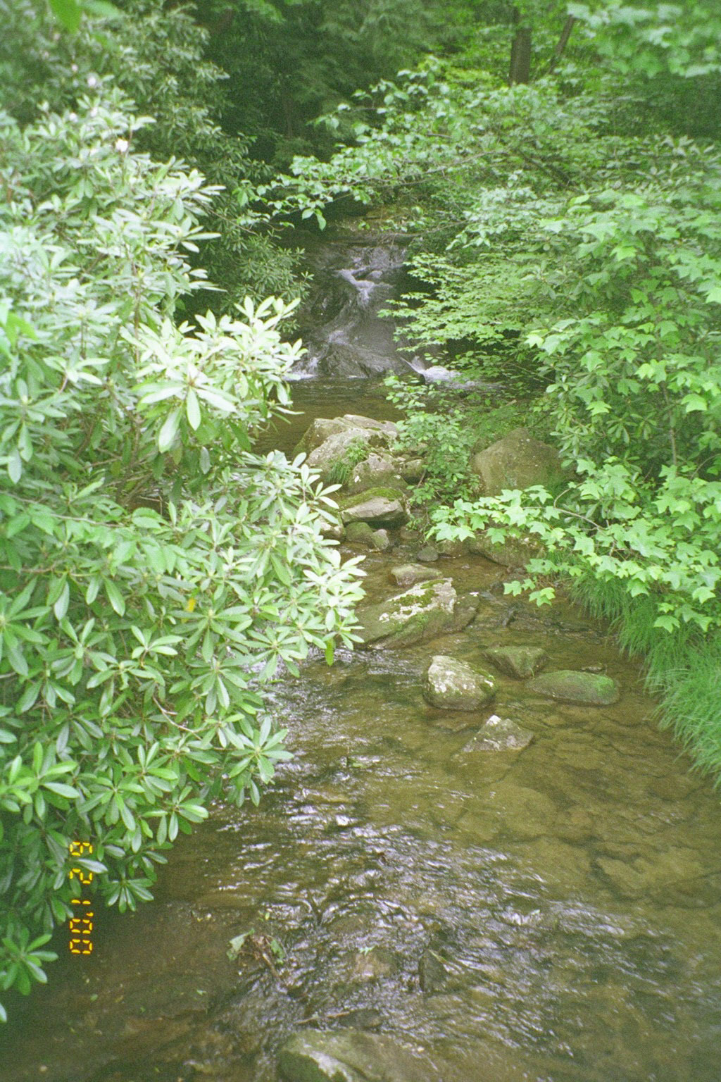 [Bear Run, looking eastward from the bridge]