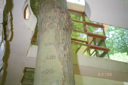 [Fallingwater: Trellis built to accommodate tree]